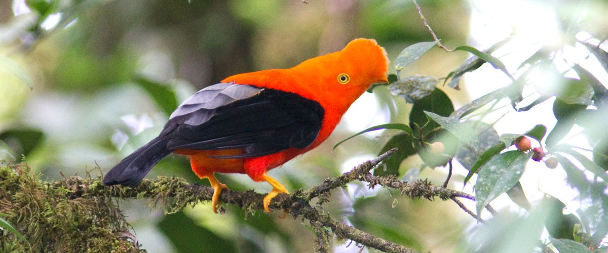 Gallito de las rocas
